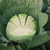  Зенон F1 - капуста белокочанная, 2 500 семян, Syngenta/Сингента (Голландия), фото 3 
