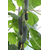  Кураж F1 - семена огурца партенокарпического, Гавриш/Gavrish (Россия), фото 2 