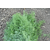  Севен - семена укропа, 500 гр, Greentime/Гринтайм (Испания), фото 2 