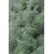  Севен - семена укропа, 500 гр, Greentime/Гринтайм (Испания), фото 3 