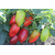  Альто F1 - семена перца сладкого, 1 000 семян, Greentime/Гринтайм (Испания), фото 15 