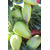  Альто F1 - семена перца сладкого, 1 000 семян, Greentime/Гринтайм (Испания), фото 7 