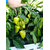  Альто F1 - семена перца сладкого, 1 000 семян, Greentime/Гринтайм (Испания), фото 9 