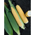  Атол F1 - кукуруза сахарная, 5 000 семян, Greentime/Гринтайм (Испания), фото 1 