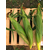  Атол F1 - кукуруза сахарная, 5 000 семян, Greentime/Гринтайм (Испания), фото 3 