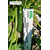  Бриллиант F1 - семена кабачка цукини, 1 000 семян, Semillas Fito/Семиллас Фито (Испания), фото 5 