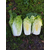  Капелла F1 - семена капусты пекинской, 2 500 семян, Greentime/Гринтайм (Испания), фото 7 