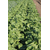  Капелла F1 - семена капусты пекинской, 2 500 семян, Greentime/Гринтайм (Испания), фото 12 