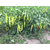  Хотти F1 - семена перца острого, 1 000 семян, Greentime/Гринтайм (Испания), фото 7 