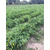  Хотти F1 - семена перца острого, 1 000 семян, Greentime/Гринтайм (Испания), фото 8 