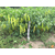  Хотти F1 - семена перца острого, 1 000 семян, Greentime/Гринтайм (Испания), фото 9 