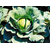  Сторкинг F1 (14004 F1) - семена капусты белокочанной, 2 500 семян, Greentime/Гринтайм (Испания), фото 2 