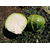  Сторкинг F1 (14004 F1) - семена капусты белокочанной, 2 500 семян, Greentime/Гринтайм (Испания), фото 6 