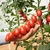  Маунтин Винъярд F1 - томат индетерминантный, 1 000 семян, Bejo/Бейо (Голландия), фото 1 