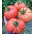  Leroxy F1 (172-570) - семена томатов, 1 000 семян, Yuksel/Юксел (Турция), фото 2 
