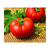  Мелодия F1 - томат индетерминантный, 500 семян, Seminis/Семинис (Голландия), фото 1 