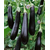 Валентина F1 - семена баклажана, 1 000 семян,  Seminis/Семинис (Голландия), фото 1 