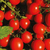  Наял АФ F1 - томат детерминантный, 250 и 1 000 семян, Seminis/Семинис (Голландия), фото 1 