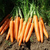  Карвора F1 - семена моркови, 1 000 000 семян, Seminis/Семинис (Голландия), фото 1 