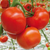  Магнус F1 - семена томатов, 500 семян, Seminis/Семинис (Голландия), фото 1 