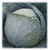  Браво F1 (Bravo F1) - семена капусты белокочанной, 2500 семян, Clause/Клаус (Франция), фото 1 