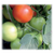  Изабель F1 - семена томатов, 20 и 100 шт., Гавриш/Gavrish (Россия), фото 1 