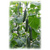  Раис F1 - семена огурца партенокарпического, 500 и 1 000 семян, Гавриш/Gavrish (Россия), фото 1 