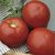  Флетчер F1 - томат детерминантный, 1 000 семян, Bejo/Бейо (Голландия), фото 1 