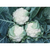  Леканю F1 - капуста цветная, 2 500 семян, Syngenta/Сингента (Голландия), фото 1 