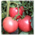  Пинк Мун F1 - семена томатов, 500 семян, Sakata seeds/Саката сидз (Япония), фото 1 