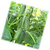  Спино F1 - огурец патернокарпический, 50 и 500 семян, Syngenta/Сингента (Голландия), фото 1 