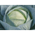  Сторидор F1 - капуста белокочанная, 2 500 семян, Syngenta/Сингента (Голландия), фото 1 