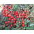  Асвон F1 (KS 1140 F1) - томат детерминантный, 1 000 семян, Kitano seeds/Китано сидз (Япония), фото 1 