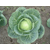  Нозоми F1 - семена капусты белокочанной, 250 и 2 500 семян, Sakata seeds/Саката сидз (Япония), фото 1 