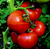  Аттия F1 -  семена томатов, 100 и 1 000 семян, Rijk Zwaan/Райк Цваан (Голландия), фото 1 