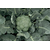  Батавия F1 - капуста брокколи, 2 500 семян, Bejo/Бейо (Голландия), фото 1 