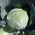  Перфекта F1 – капуста белокочанная, 2 500 семян (калиброванные), Bejo/Бейо (Голландия), фото 1 