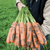  Балтимор F1 - семена моркови, 1 000 000 семян (прецизионные, фр. от 1,6 до 2,6 мм), Bejo/Бейо (Голландия), фото 1 