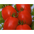  Бенито F1 - томат детерминантный, 5 гр. и 1 000 шт, Bejo/Бейо (Голландия), фото 1 