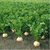  Диамант - сельдерей корневой, 10 000 семян (стандарт и драже), Bejo/Бейо (Голландия), фото 1 