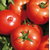  Имран F1 - семена томатов, 1 000 семян, Enza Zaden/Энза Заден (Голландия), фото 1 