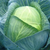  Леннокс F1 - капуста белокочанная, 2 500 семян (калиброванные), Bejo/Бейо (Голландия), фото 1 