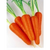  Каротан РЗ -  семена моркови, фр. 1,6-1,8 мм, Rijk Zwaan/Райк Цваан (Голландия), фото 1 