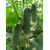 Бьерн F1 - семена огурцов корнишонов, 500 семян, Enza Zaden/Энза Заден (Голландия), фото 1 