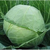  Парадокс F1 - капуста белокочанная, 2 500 семян (калиброванные), Bejo/Бейо (Голландия), фото 1 