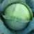  Синтекс F1 - капуста белокочанная,  2 500 семян (калиброванные), Bejo/Бейо (Голландия), фото 1 