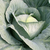  Транзам F1 - капуста белокочанная, 2 500 семян (калиброванные), Bejo/Бейо (Голландия), фото 1 