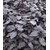  Рози - семена базилика, 250 гр и 250 000 семян, Enza Zaden/Энза Заден (Голландия), фото 1 