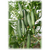  Карим F1 - семена огурца партенокарпического, 100 семян, Гавриш/Gavrish (Россия), фото 1 