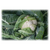  Гохан F1 - капуста цветная, 2 500 семян, Syngenta/Сингента (Голландия), фото 1 